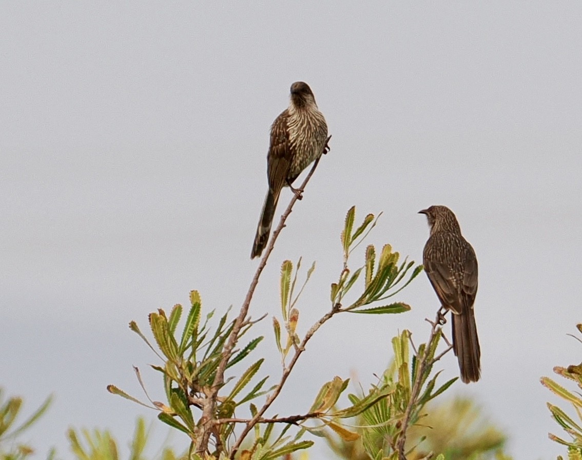 Little Wattlebird - ML642745781