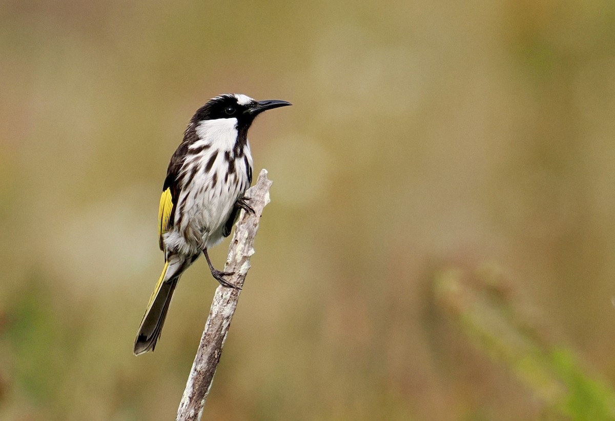 White-cheeked Honeyeater - ML642745789