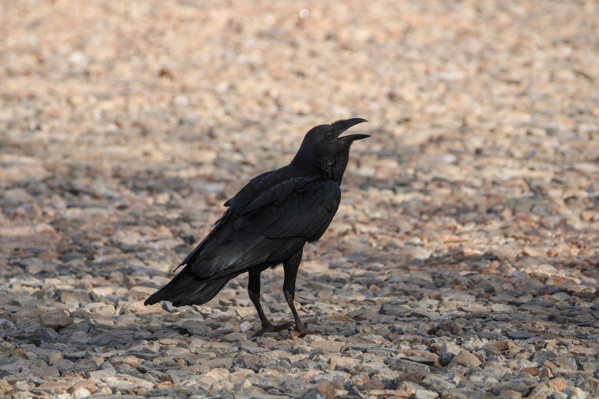 Fan-tailed Raven - ML642745791