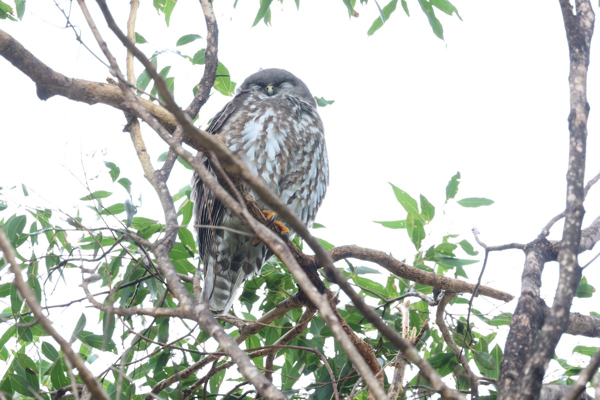 Barking Owl - ML642745796