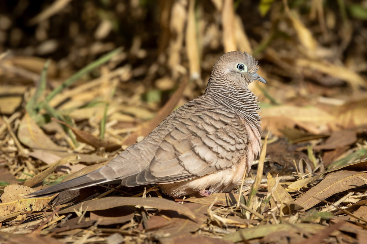 Peaceful Dove - ML642745798