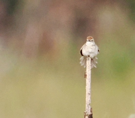 Tawny Grassbird - ML642745800