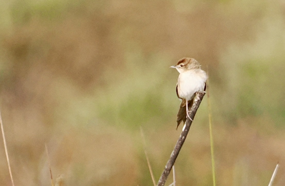 Tawny Grassbird - ML642745801