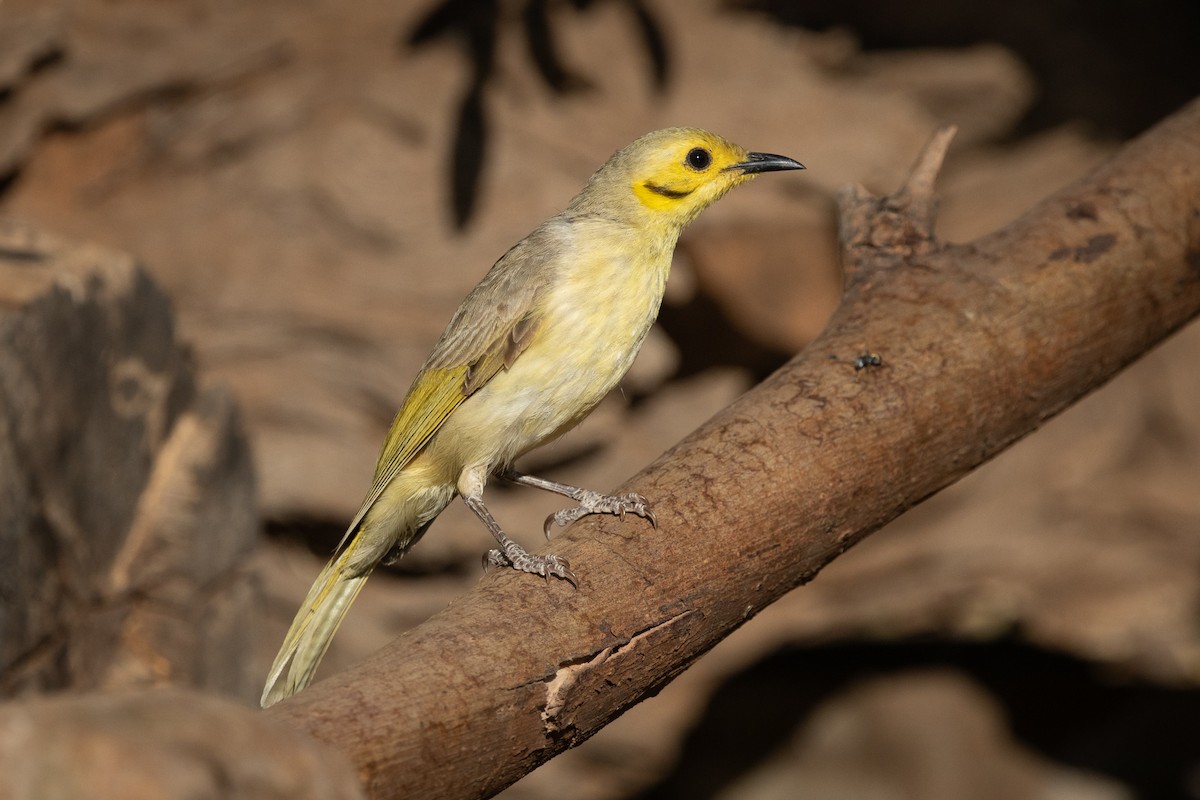 Yellow-tinted Honeyeater - ML642745807