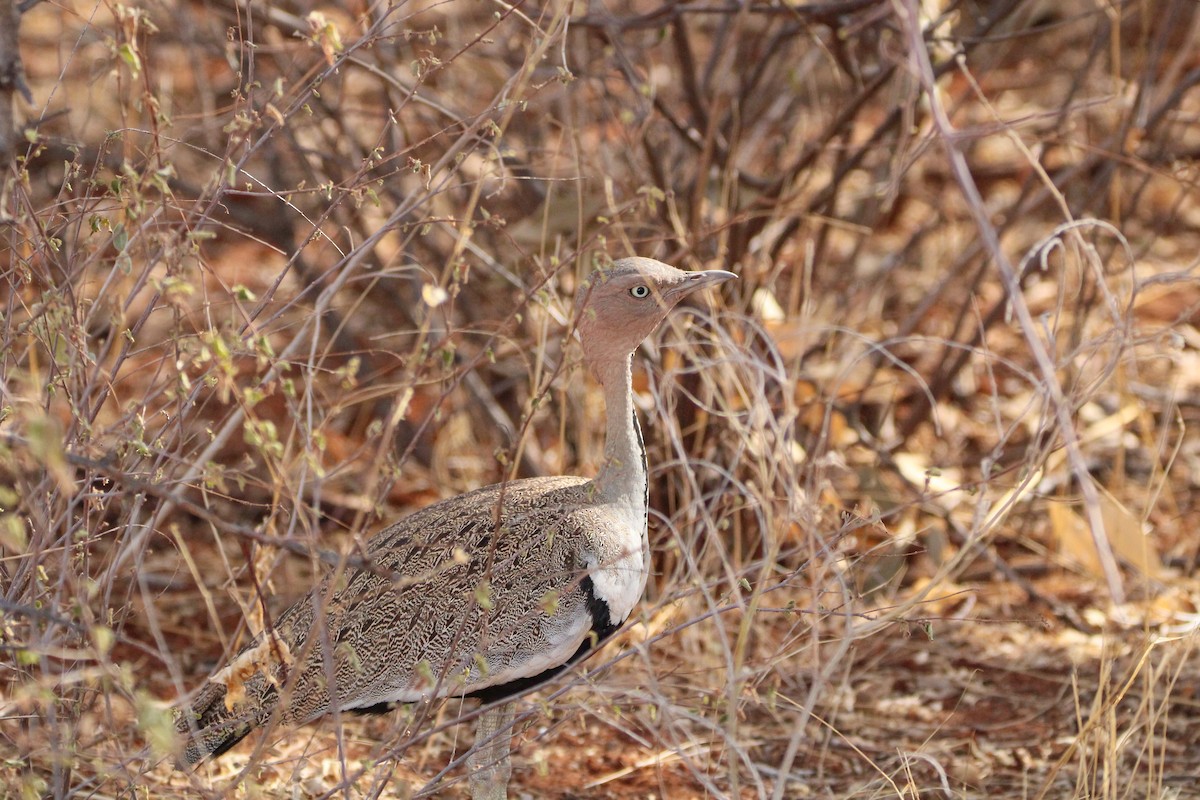 Buff-crested Bustard - ML642745809