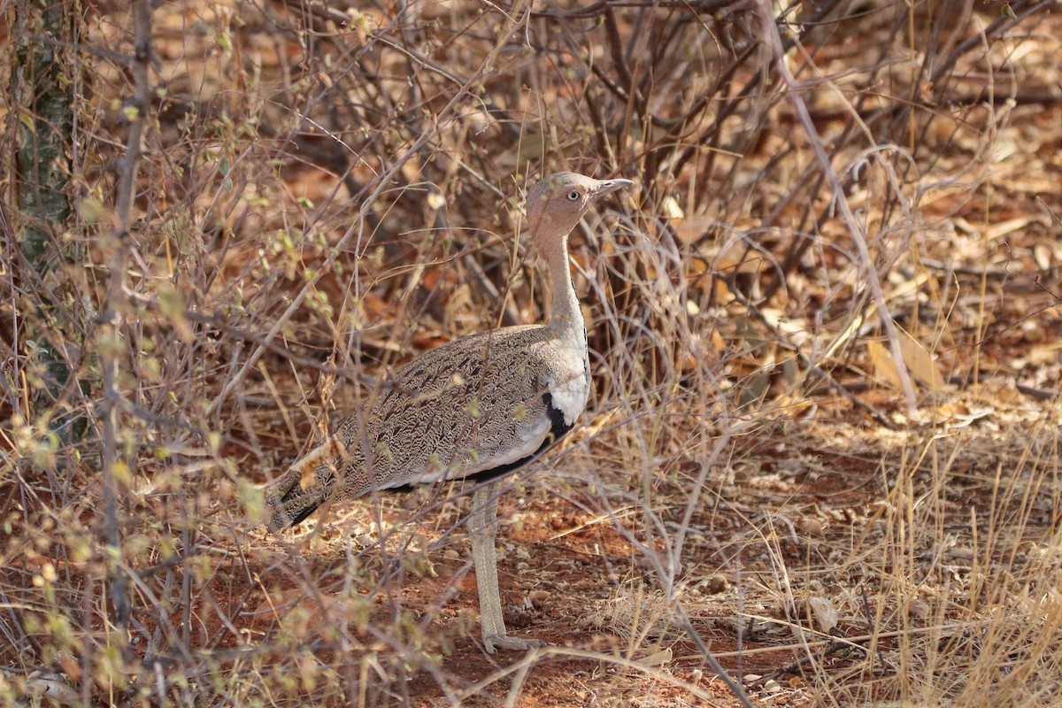 Buff-crested Bustard - ML642745810