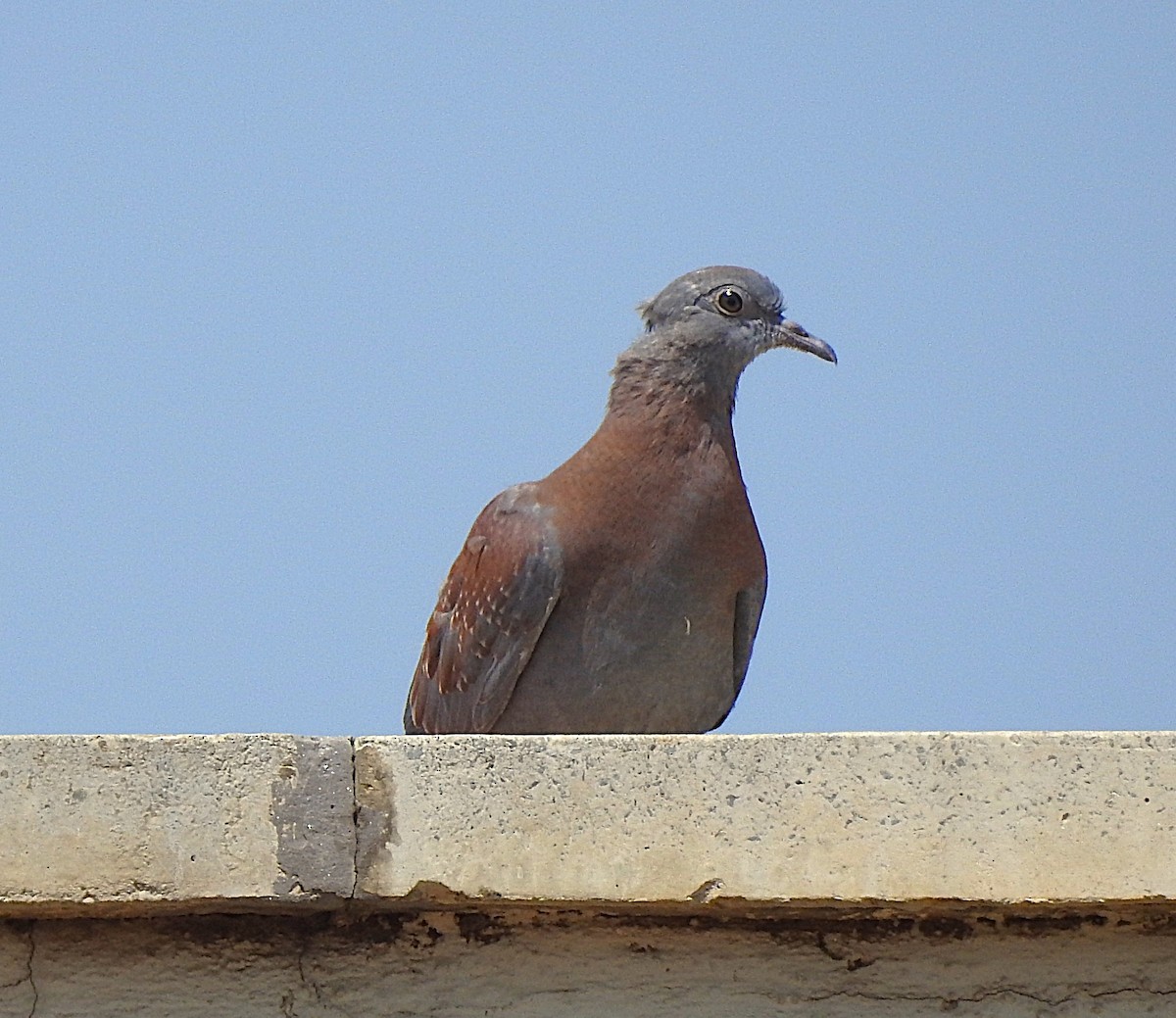 Speckled Pigeon - ML642745817