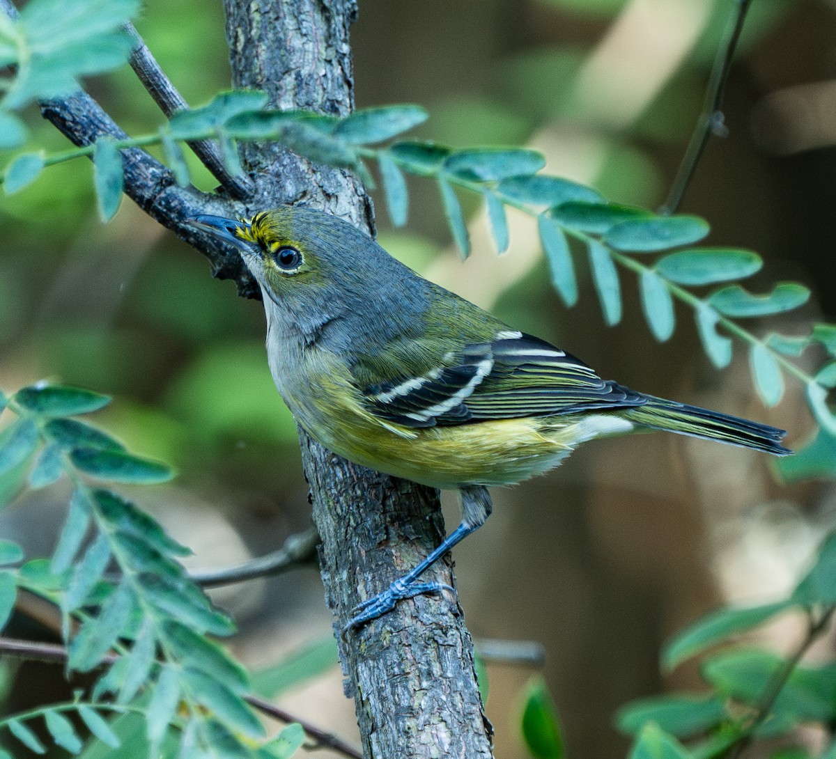 White-eyed Vireo - ML642745840