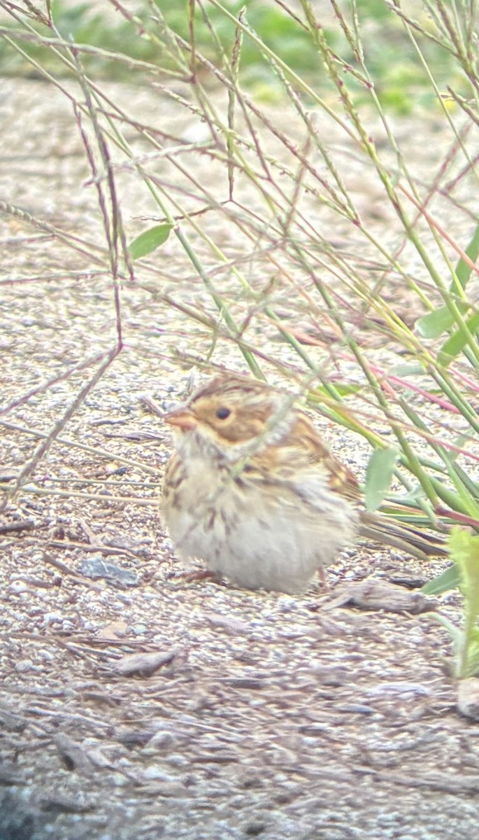 Clay-colored Sparrow - ML642745848