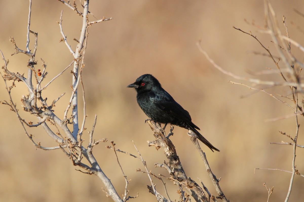 Fork-tailed Drongo - ML642745855