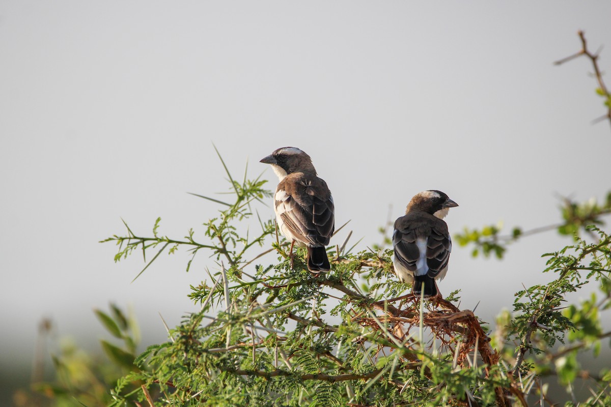 White-browed Sparrow-Weaver - ML642745860