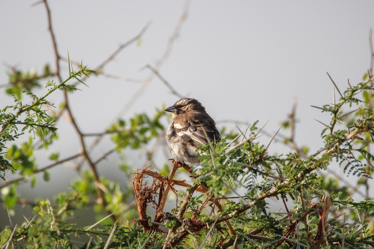 White-browed Sparrow-Weaver - ML642745861