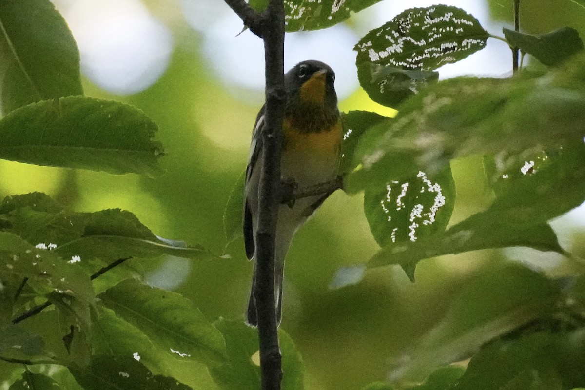 Northern Parula - ML642745867