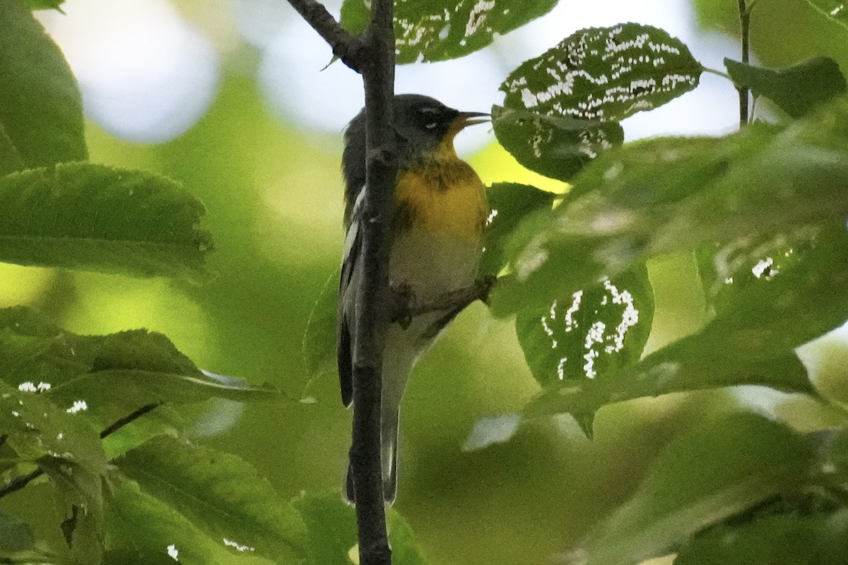 Northern Parula - ML642745868