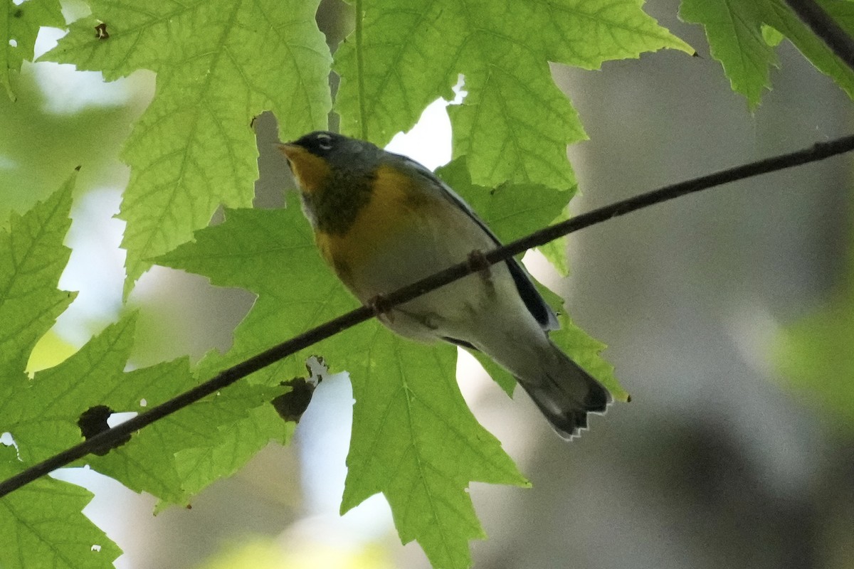 Northern Parula - ML642745869
