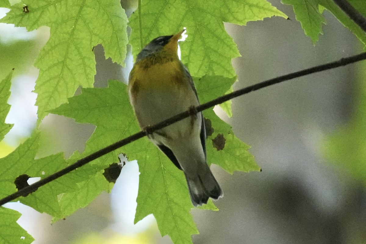 Northern Parula - ML642745871