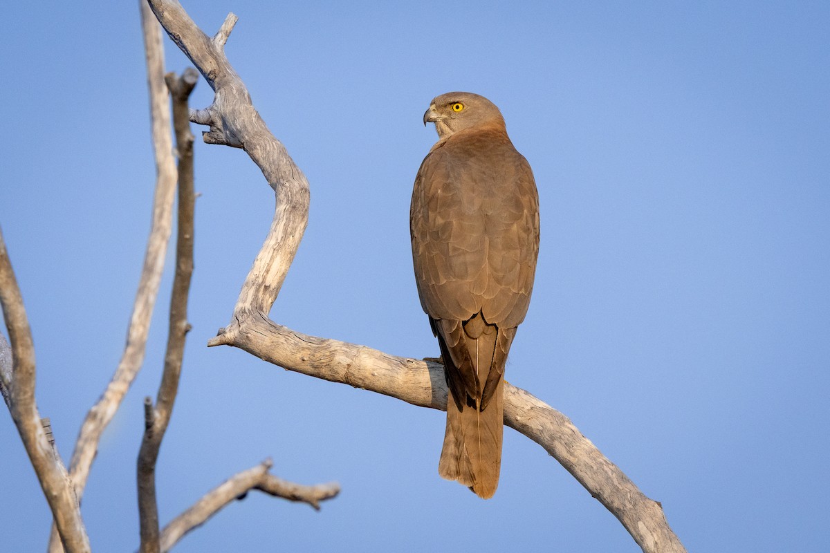 Brown Goshawk - ML642745881