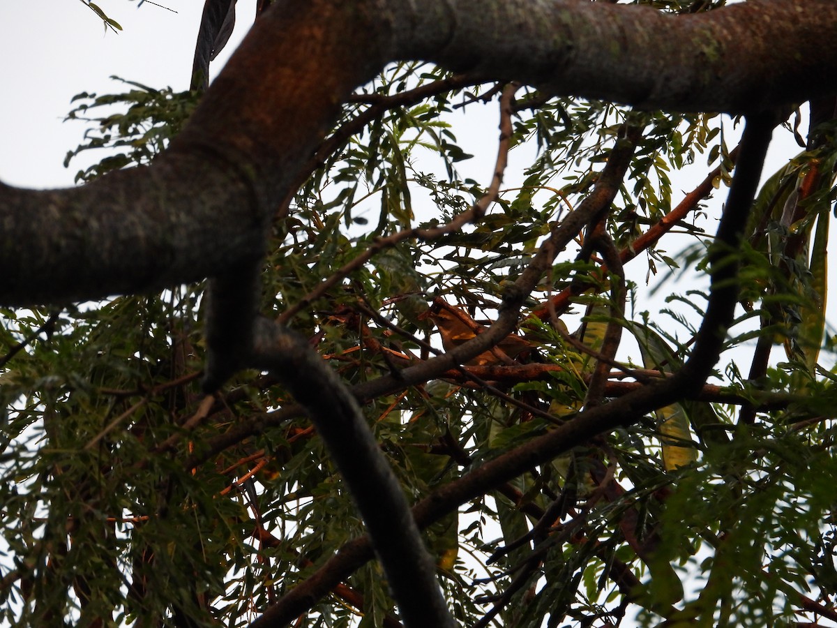 Golden-winged Warbler - ML642745897
