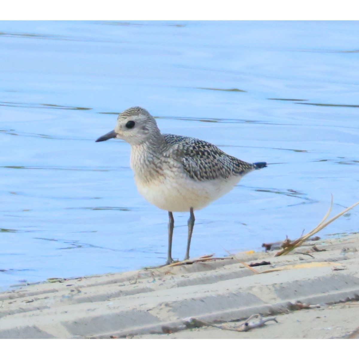 Буурал сүвээ цагаан - ML642745924