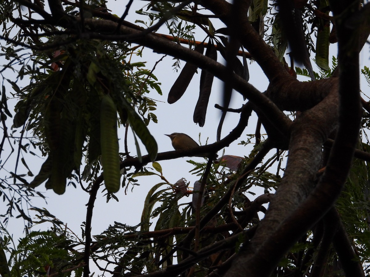 Golden-winged Warbler - ML642745927
