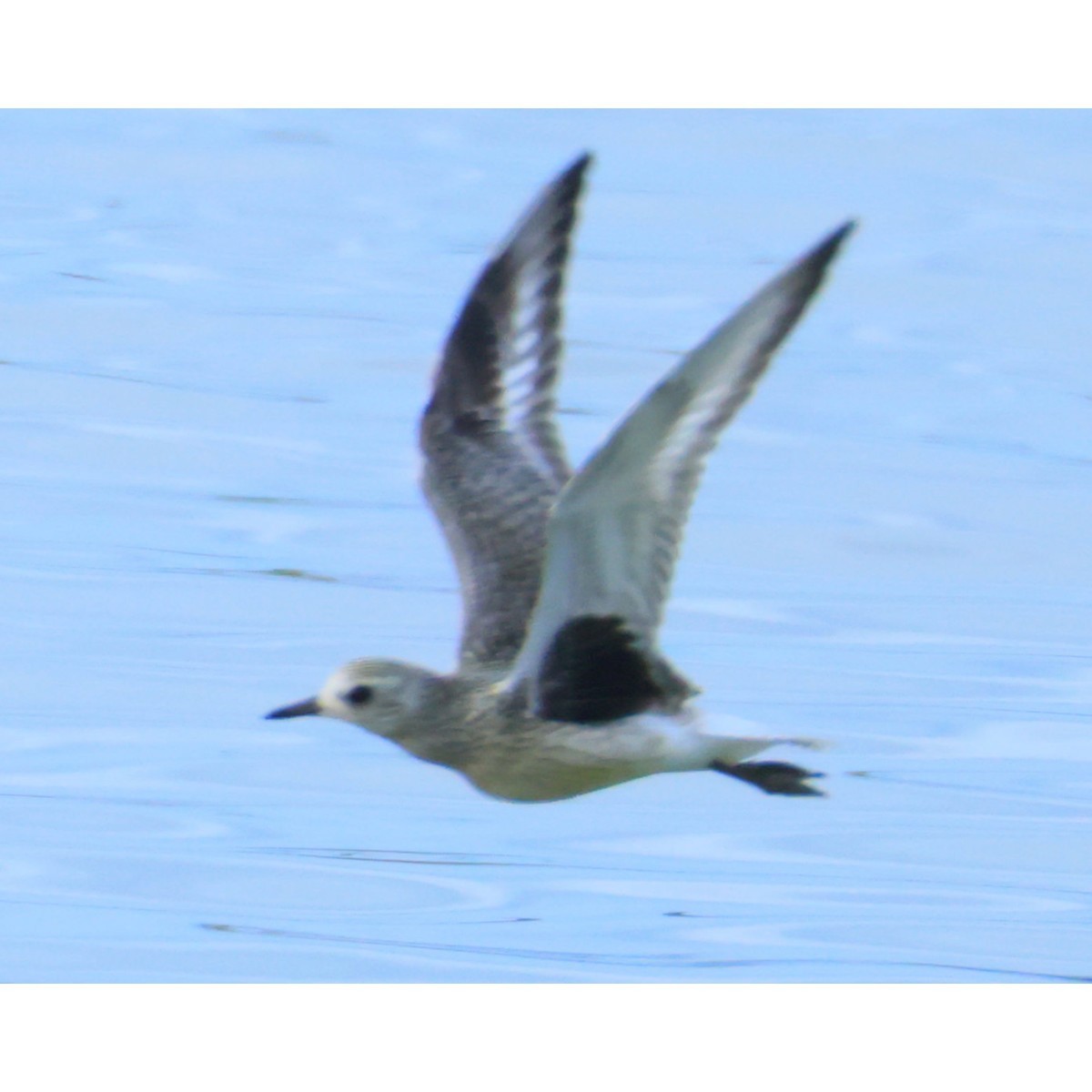 Буурал сүвээ цагаан - ML642745933