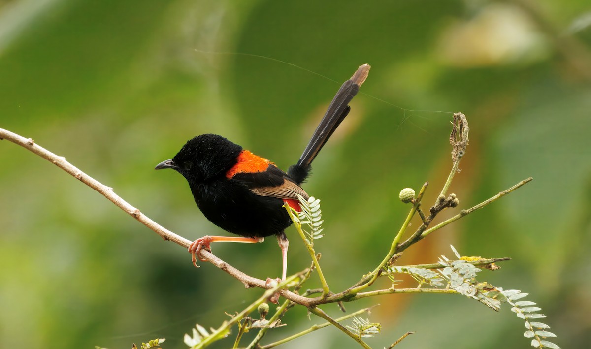 Red-backed Fairywren - ML642745947