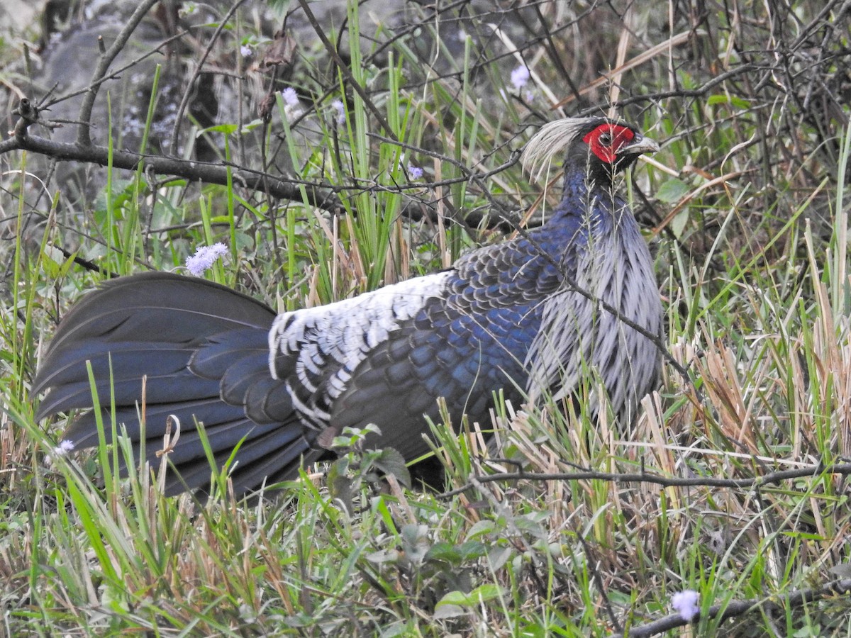 Kalij Pheasant - ML642746001