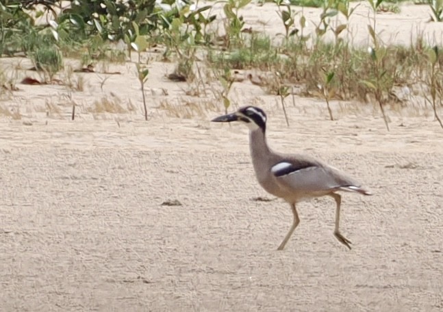 Beach Thick-knee - ML642746002