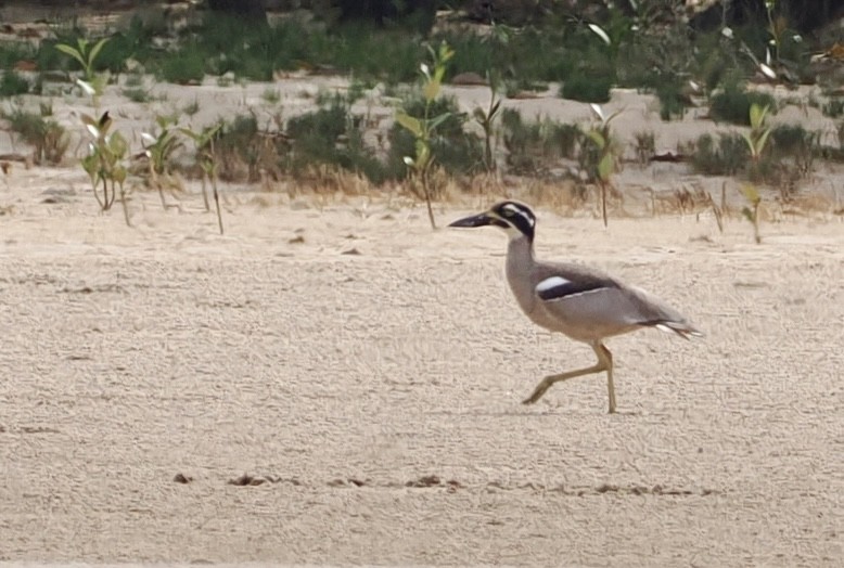 Beach Thick-knee - ML642746003