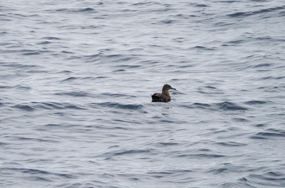 Sooty Shearwater - ML642746030