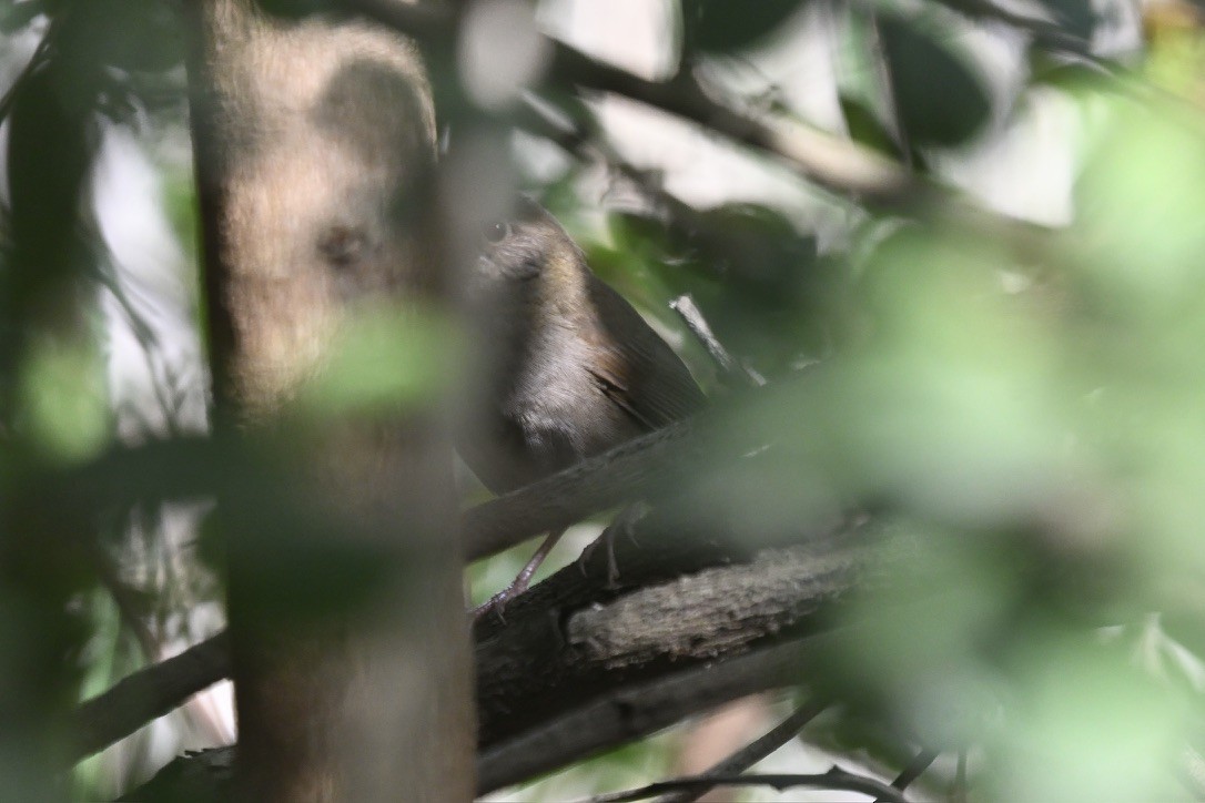 Knysna Warbler - ML642746035