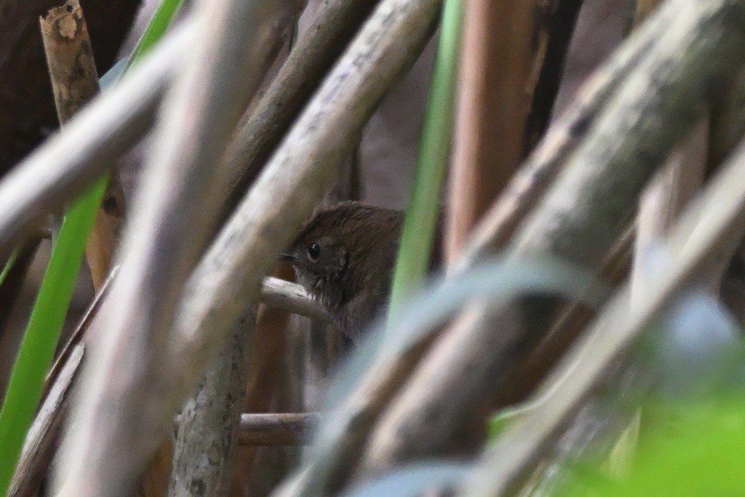 Knysna Warbler - ML642746036