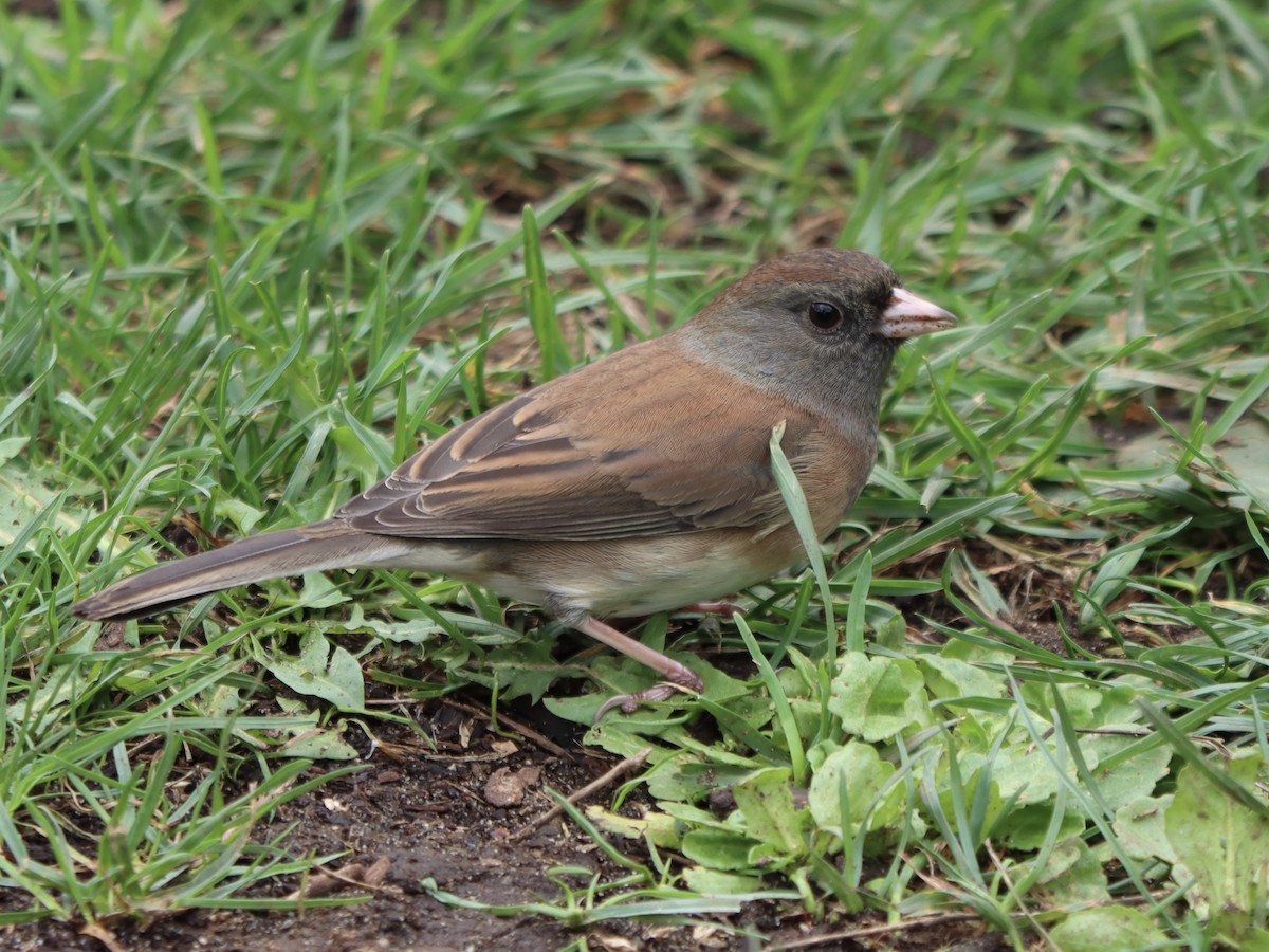 Dark-eyed Junco - ML642746037