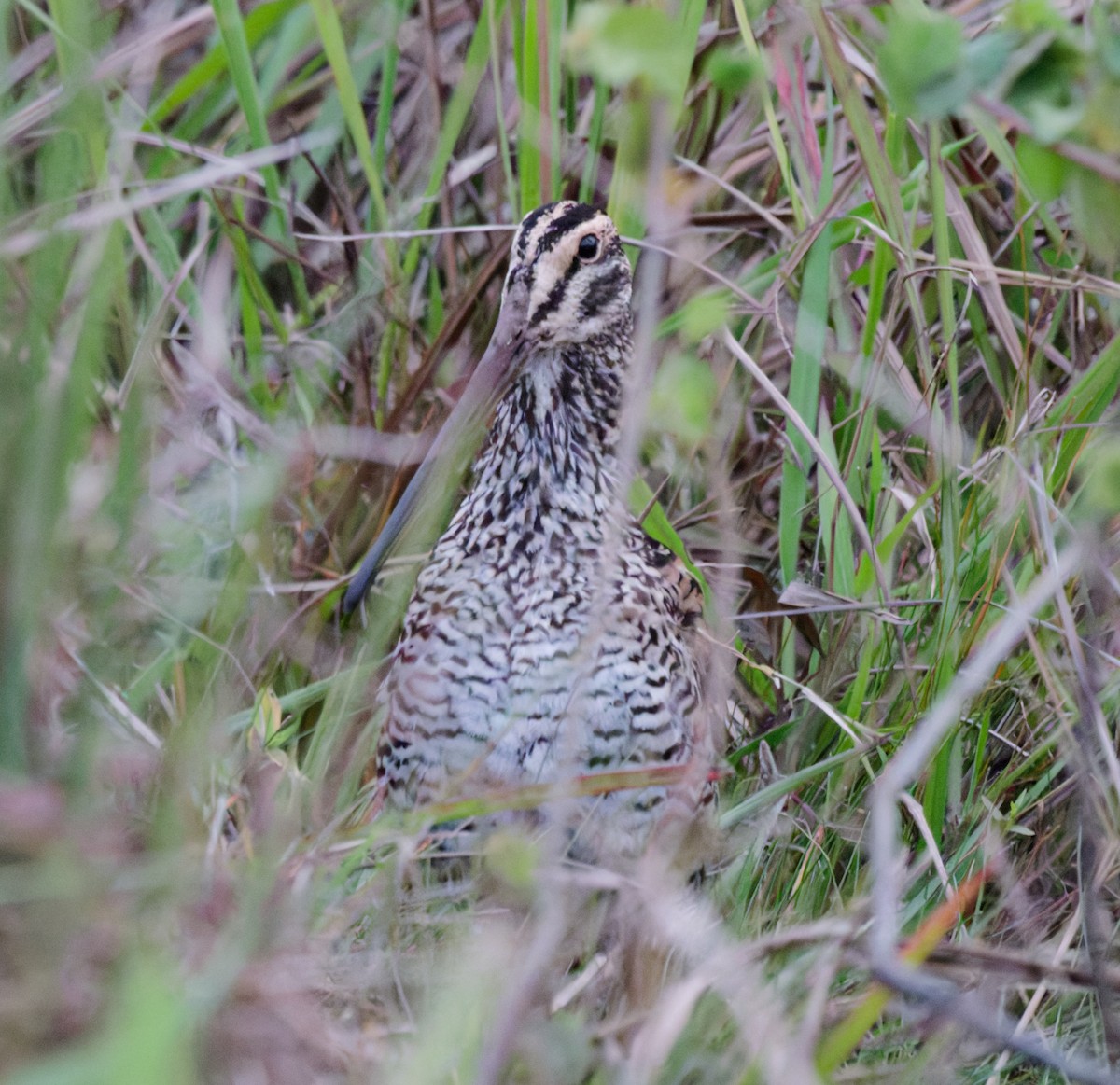 Giant Snipe - ML642746071