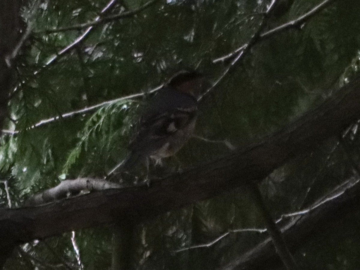 Varied Thrush - ML642746073