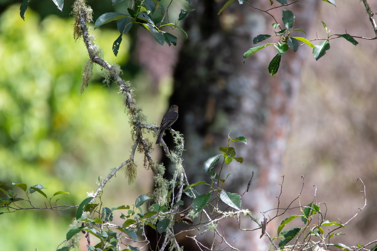 ハイイロヒタキモドキ - ML642746077