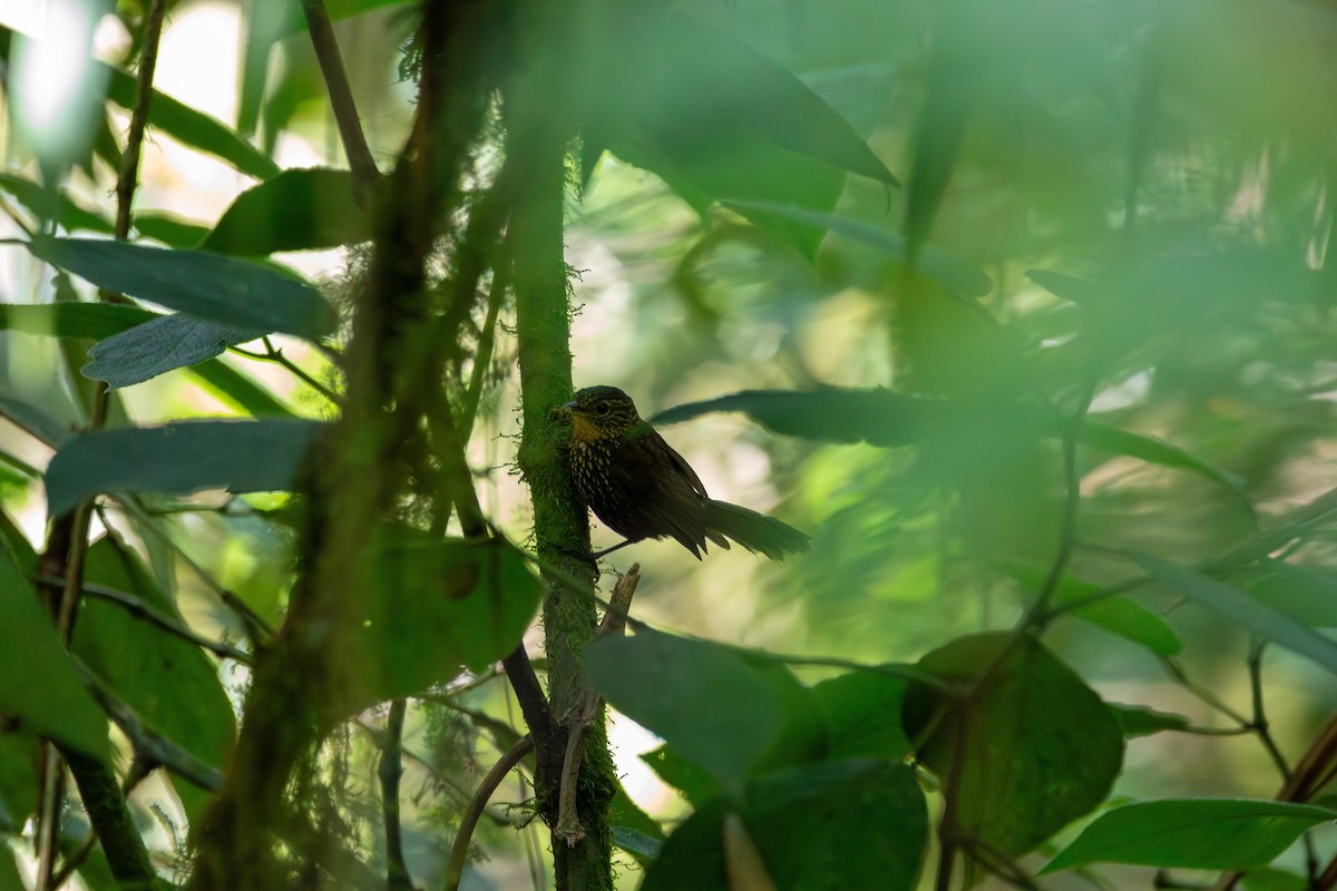 Spotted Barbtail - ML642746084