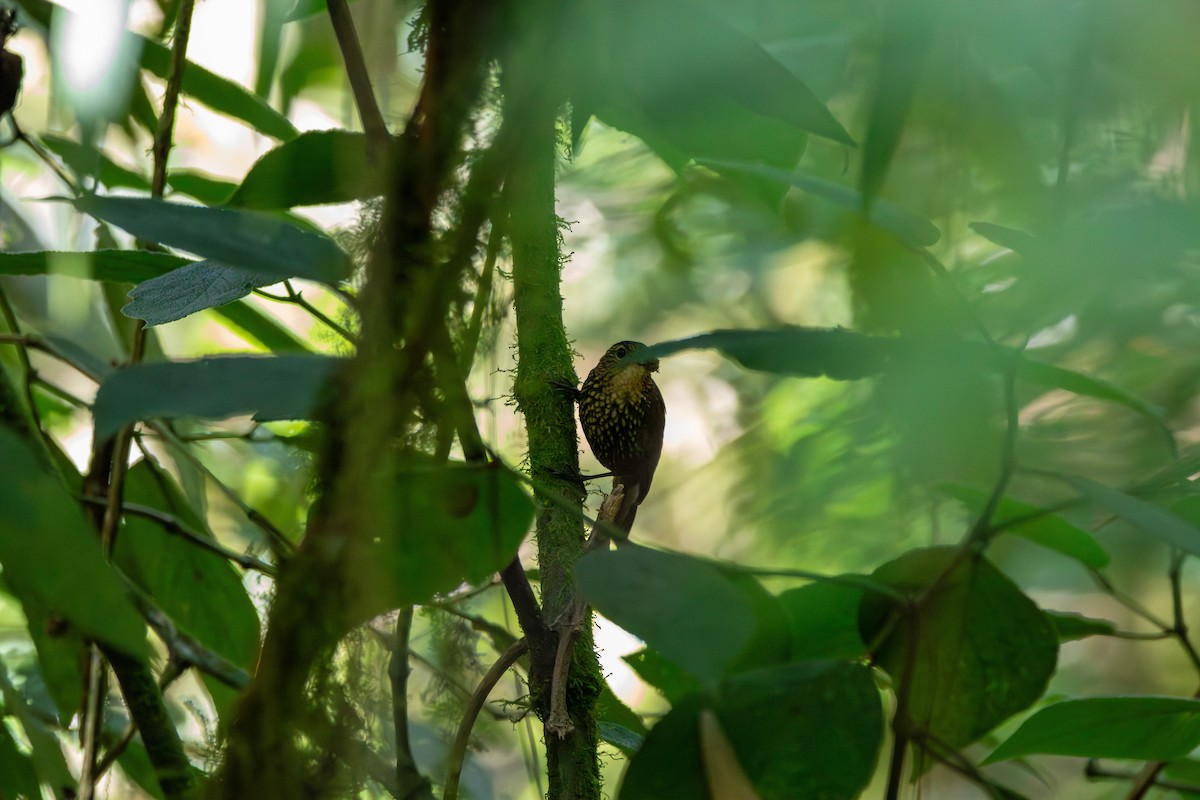 Spotted Barbtail - ML642746085