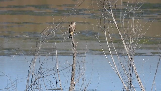 Підсоколик малий (підвид richardsonii) - ML642746087
