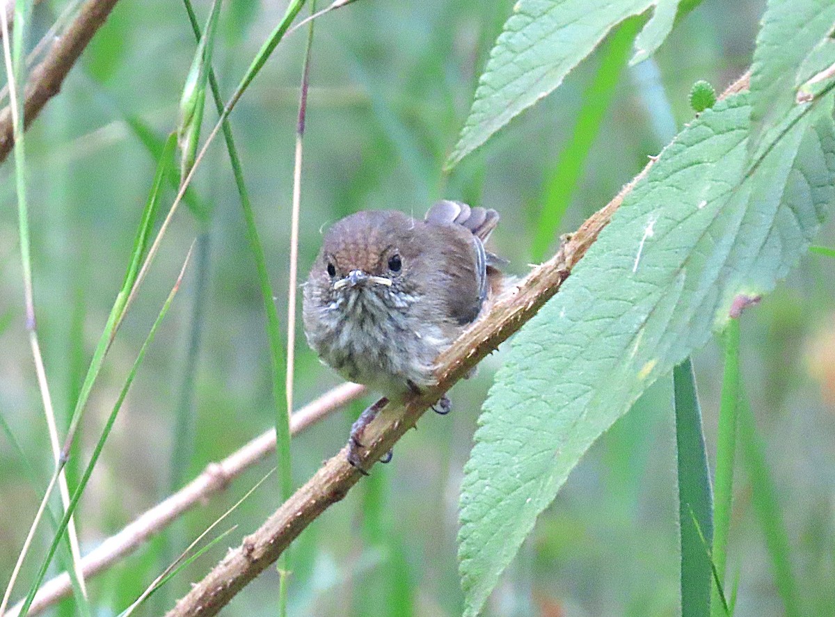 Brown Thornbill - ML642746092