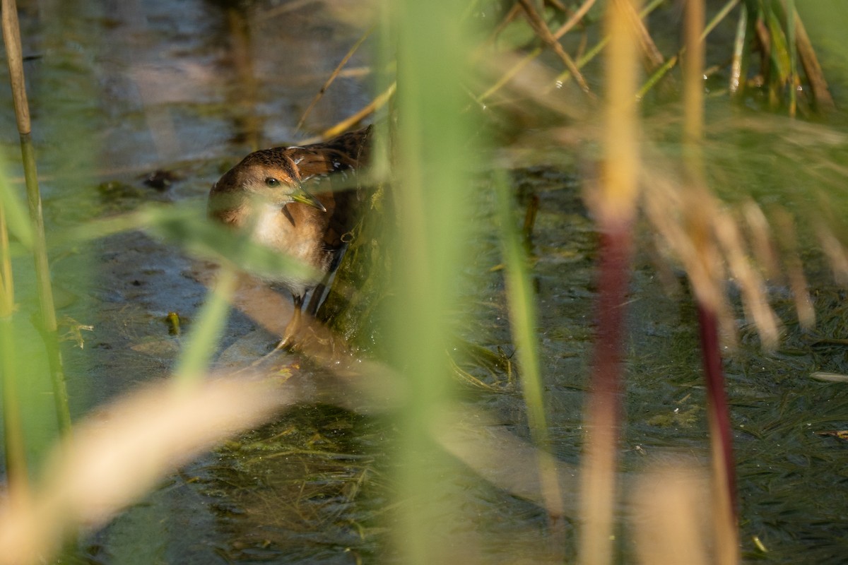 Baillon's Crake (Eastern) - ML642746102