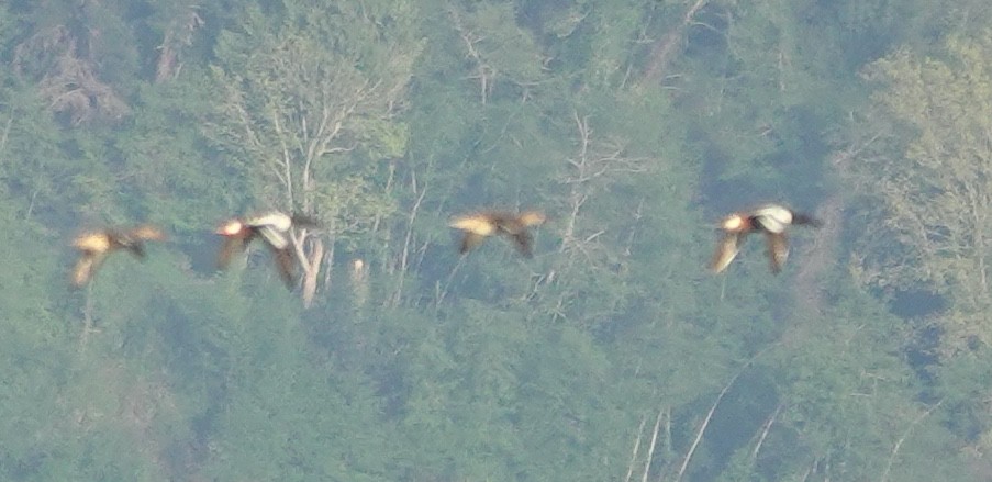 Northern Shoveler - ML642746114