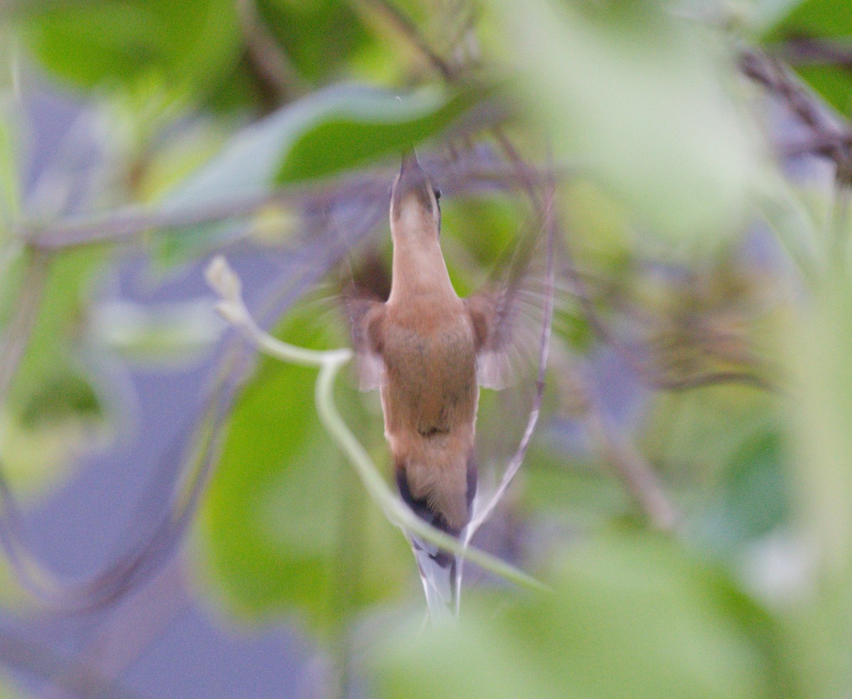 Planalto Hermit - ML642746127