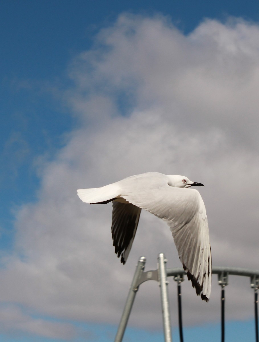 Black-billed Gull - ML642746129