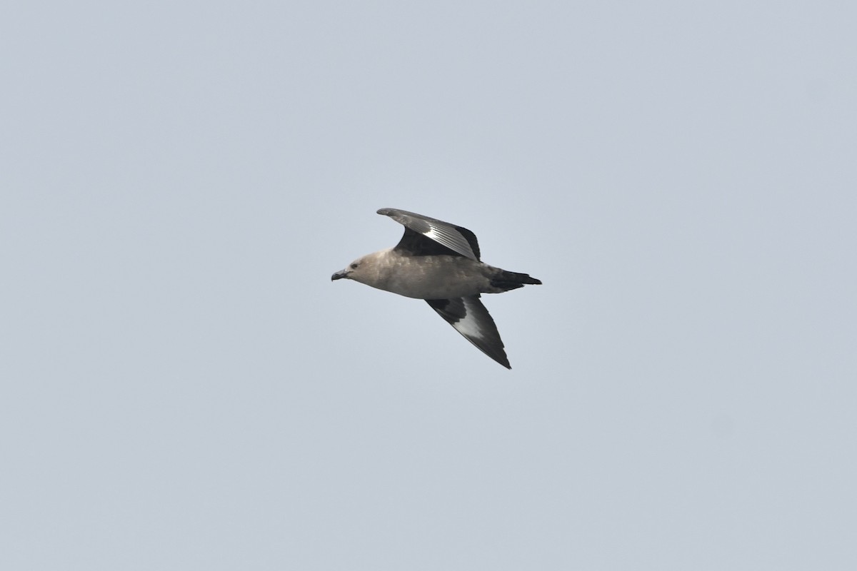 South Polar Skua - ML642746139