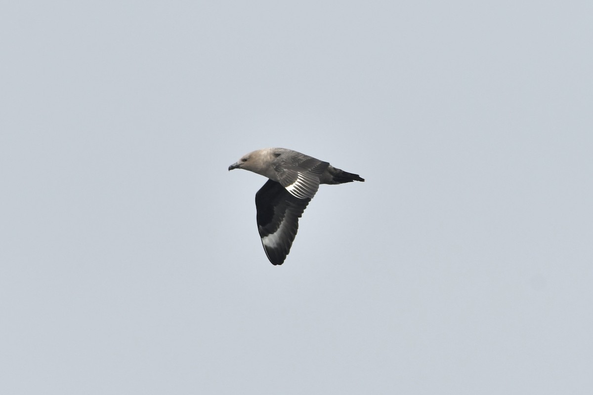 South Polar Skua - ML642746140