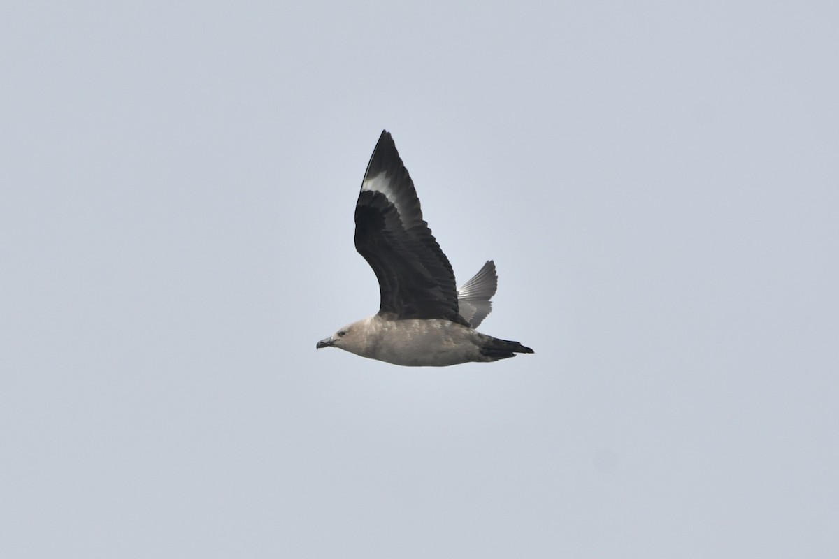 South Polar Skua - ML642746141