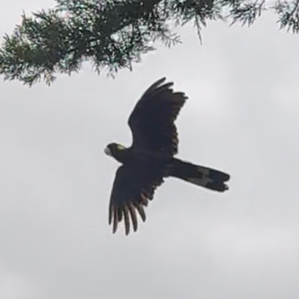Yellow-tailed Black-Cockatoo - ML642746158