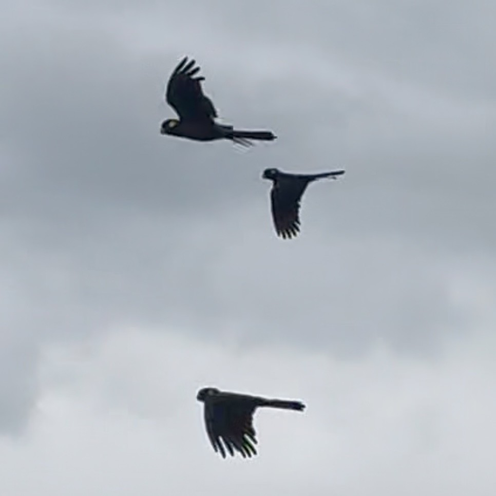 Yellow-tailed Black-Cockatoo - ML642746159