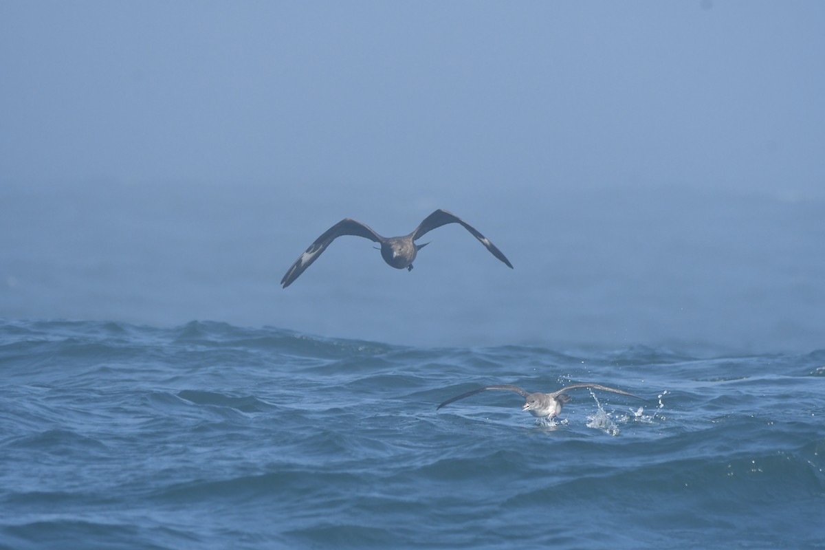 South Polar Skua - ML642746168